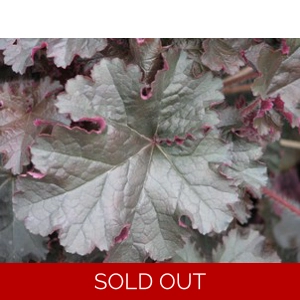 Heuchera 'Prince'